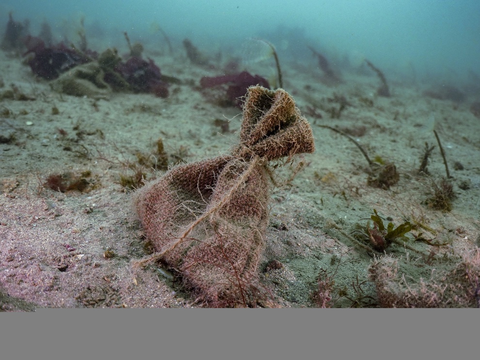 10,000 bags of seagrass seeds to be planted underwater at Plymouth